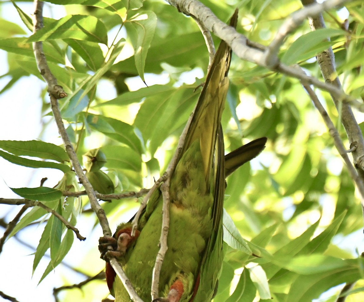 Red-masked Parakeet - ML642026319