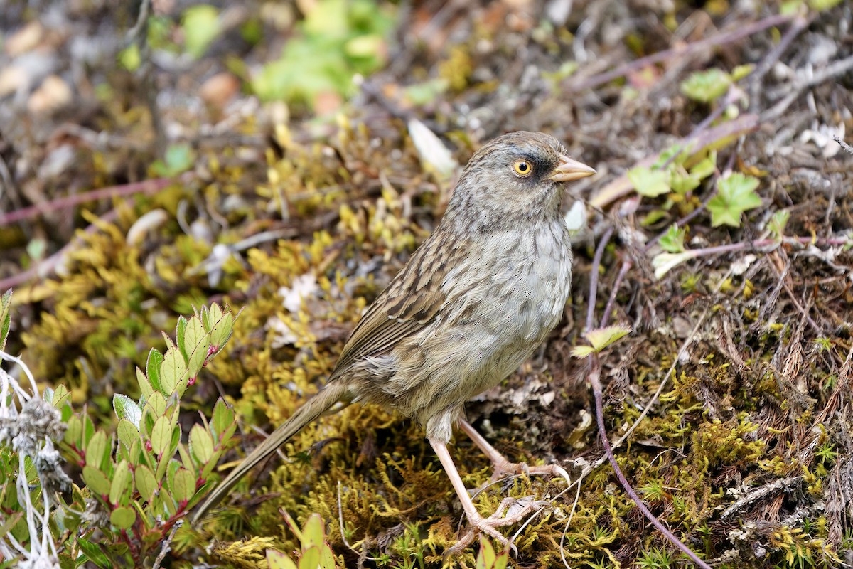 Volcano Junco - ML642026321
