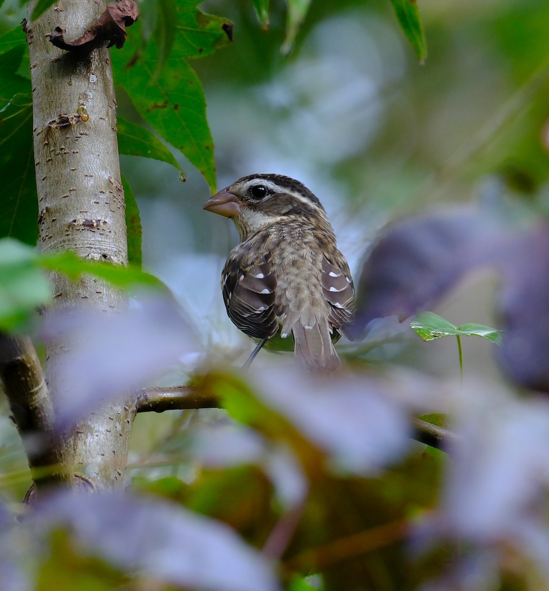 Rose-breasted Grosbeak - ML642026333