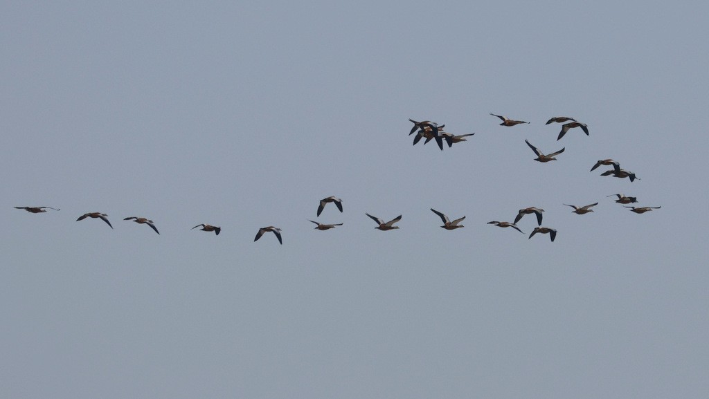 Ruddy Shelduck - ML642026339