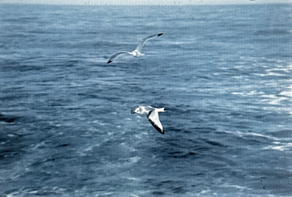 Black-legged Kittiwake - ML642026341