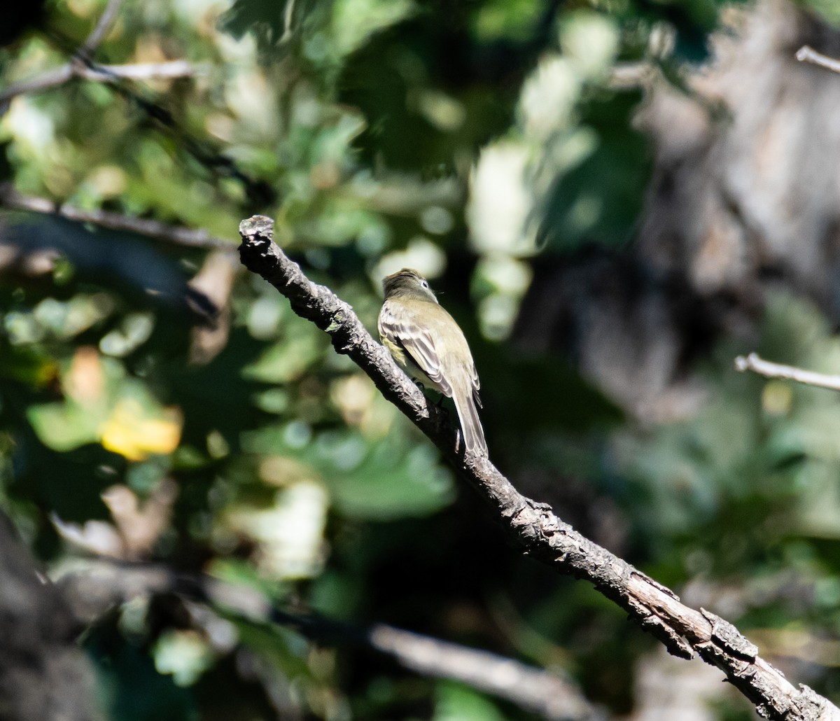 Western Flycatcher (Cordilleran) - ML642026347