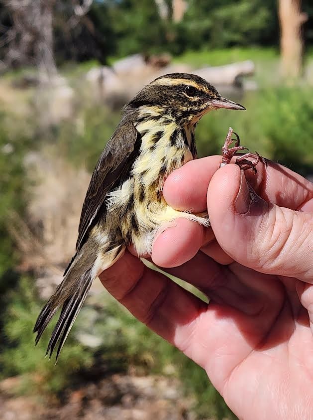Northern Waterthrush - ML642026351