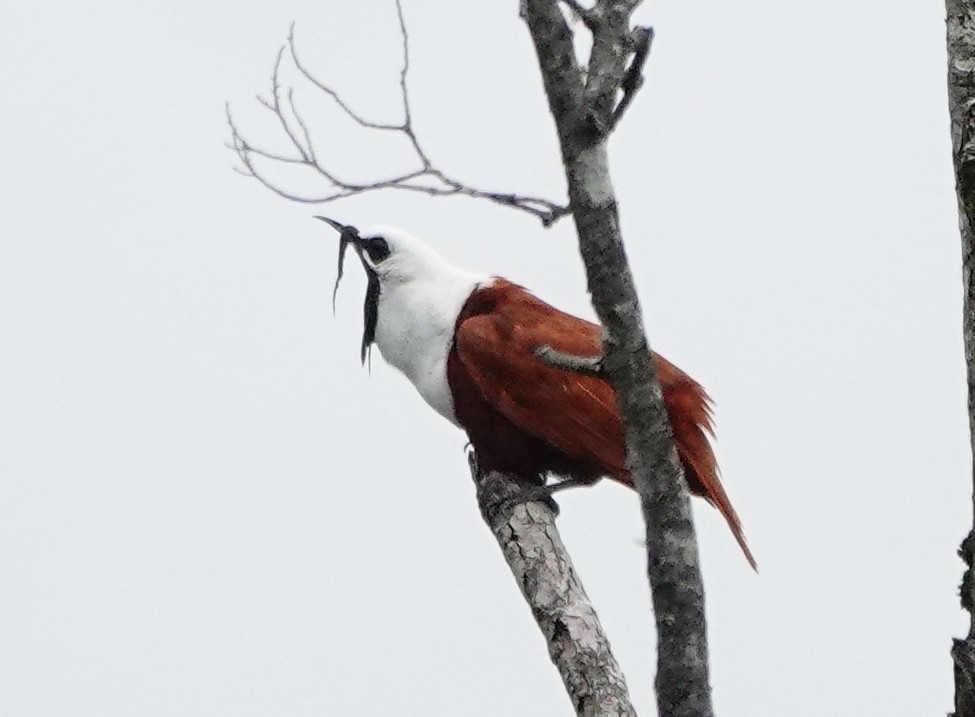 Three-wattled Bellbird - ML642026357