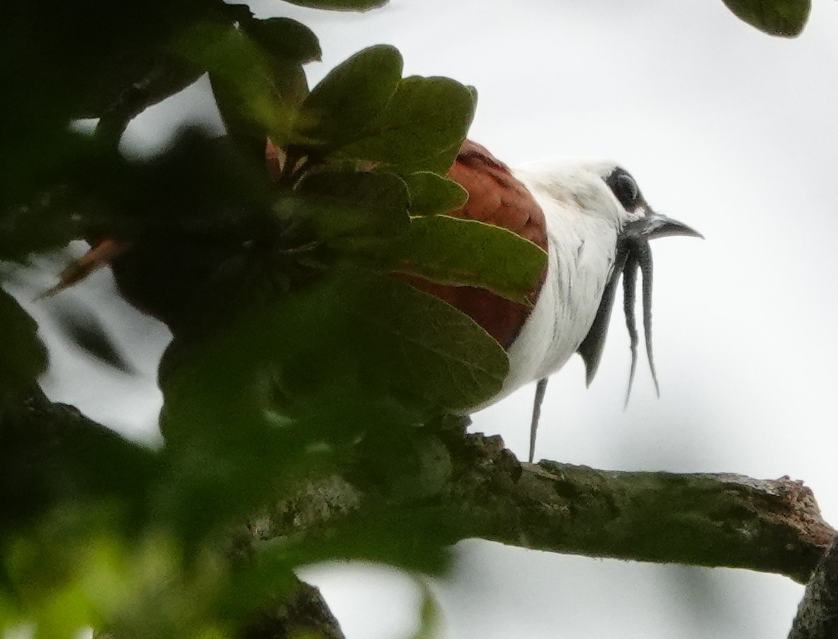 Three-wattled Bellbird - ML642026358