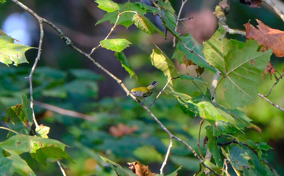 Chestnut-sided Warbler - ML642026367