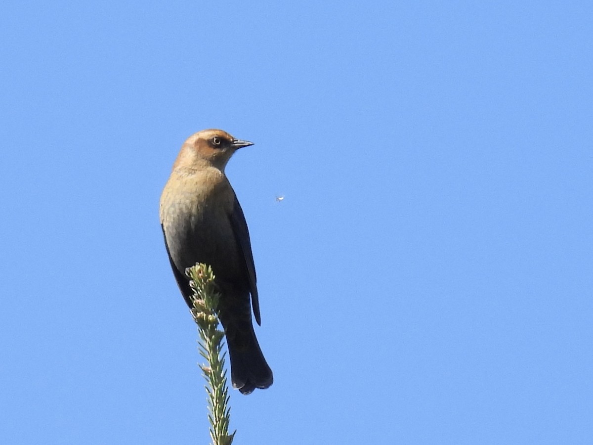 Rusty Blackbird - ML642026371