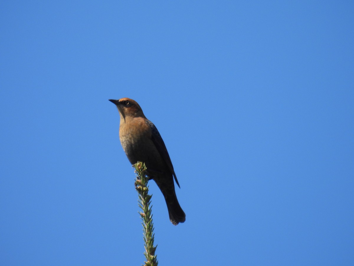 Rusty Blackbird - ML642026372