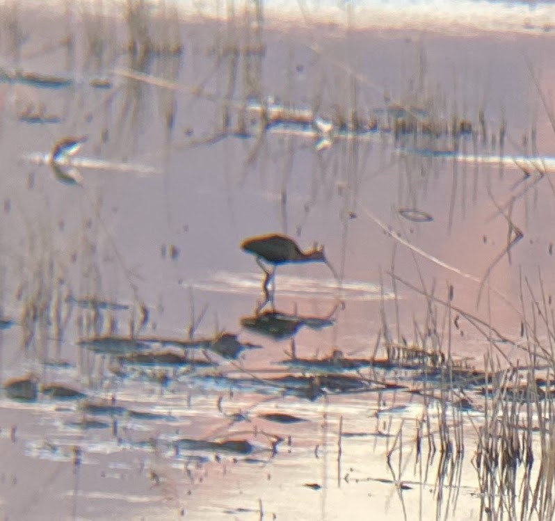 White-faced Ibis - ML642026373