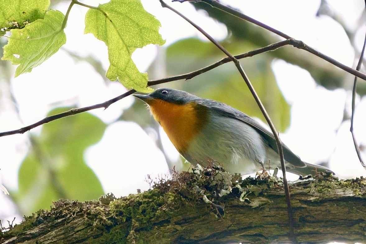 Flame-throated Warbler - ML642026374