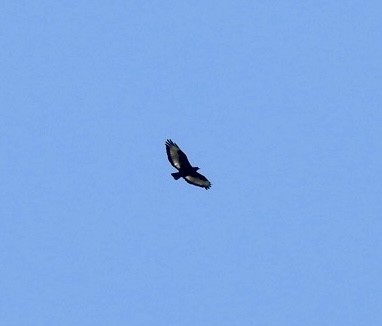 Augur Buzzard - ML642026382