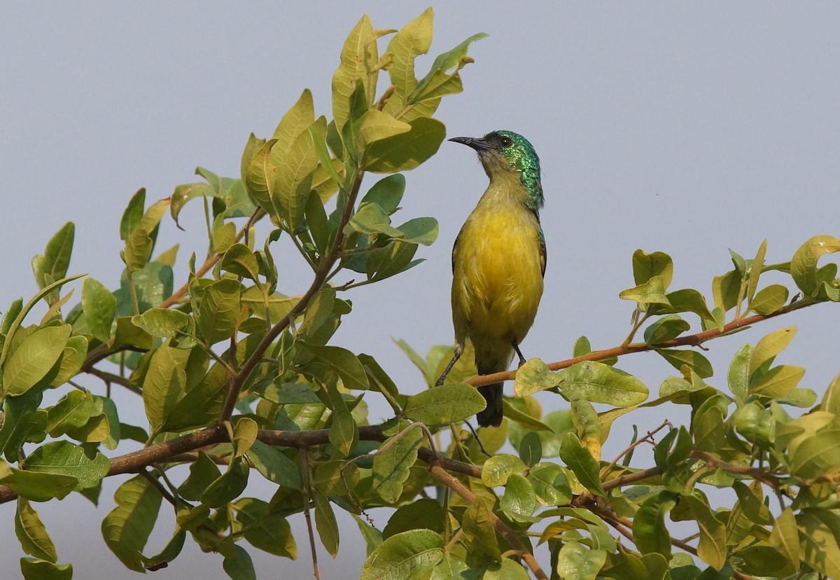 Collared Sunbird - ML642026386