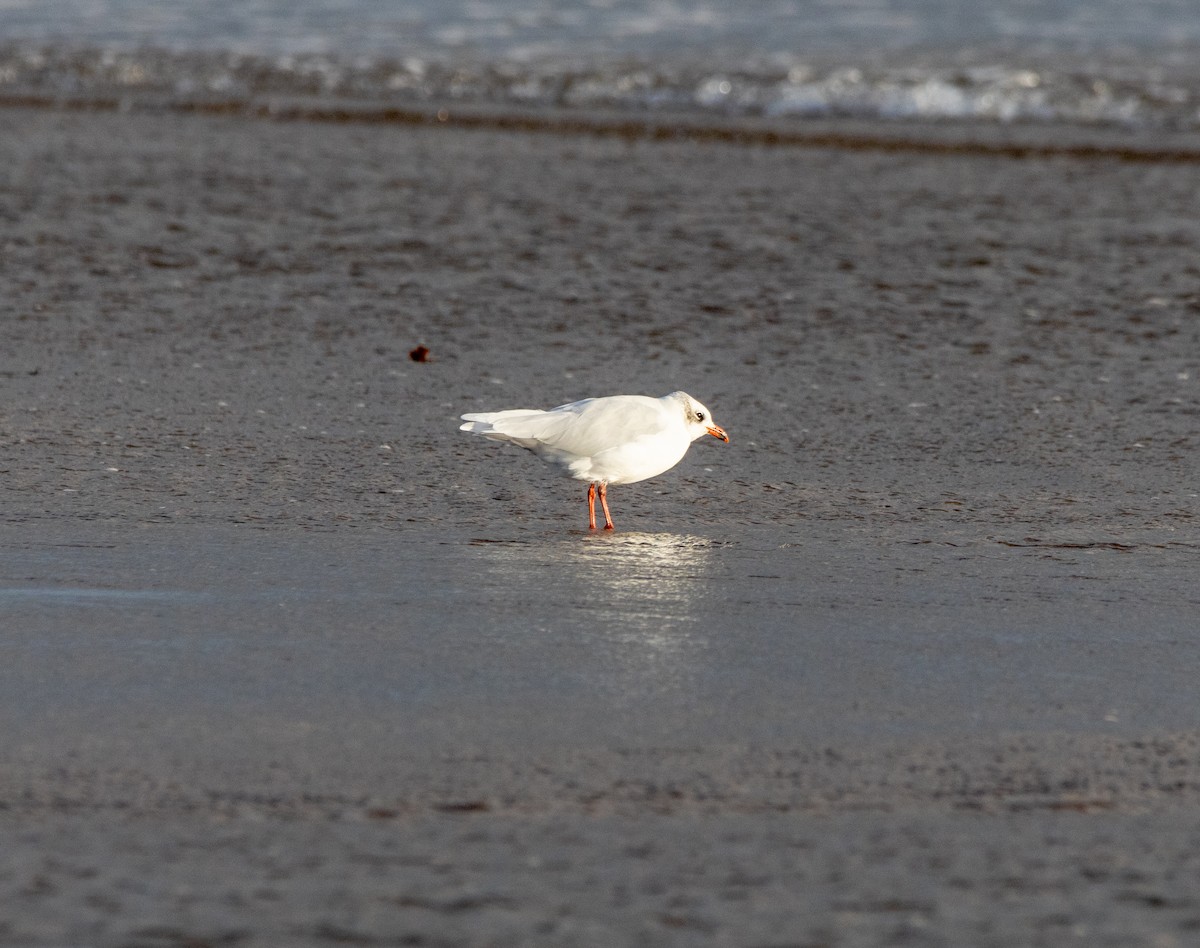 Mediterranean Gull - ML642026387