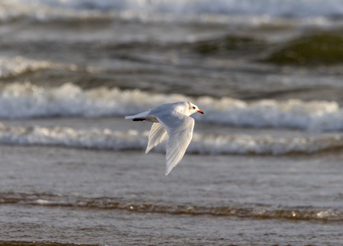 Mediterranean Gull - ML642026389