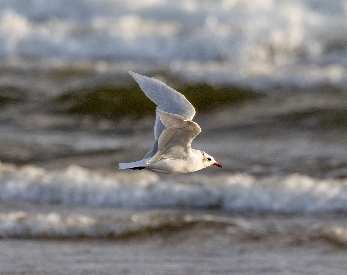 Mediterranean Gull - ML642026391