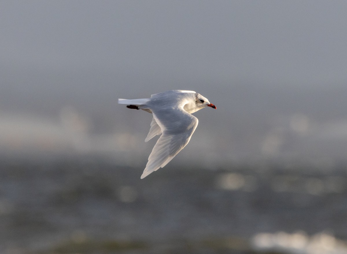 Mediterranean Gull - ML642026397