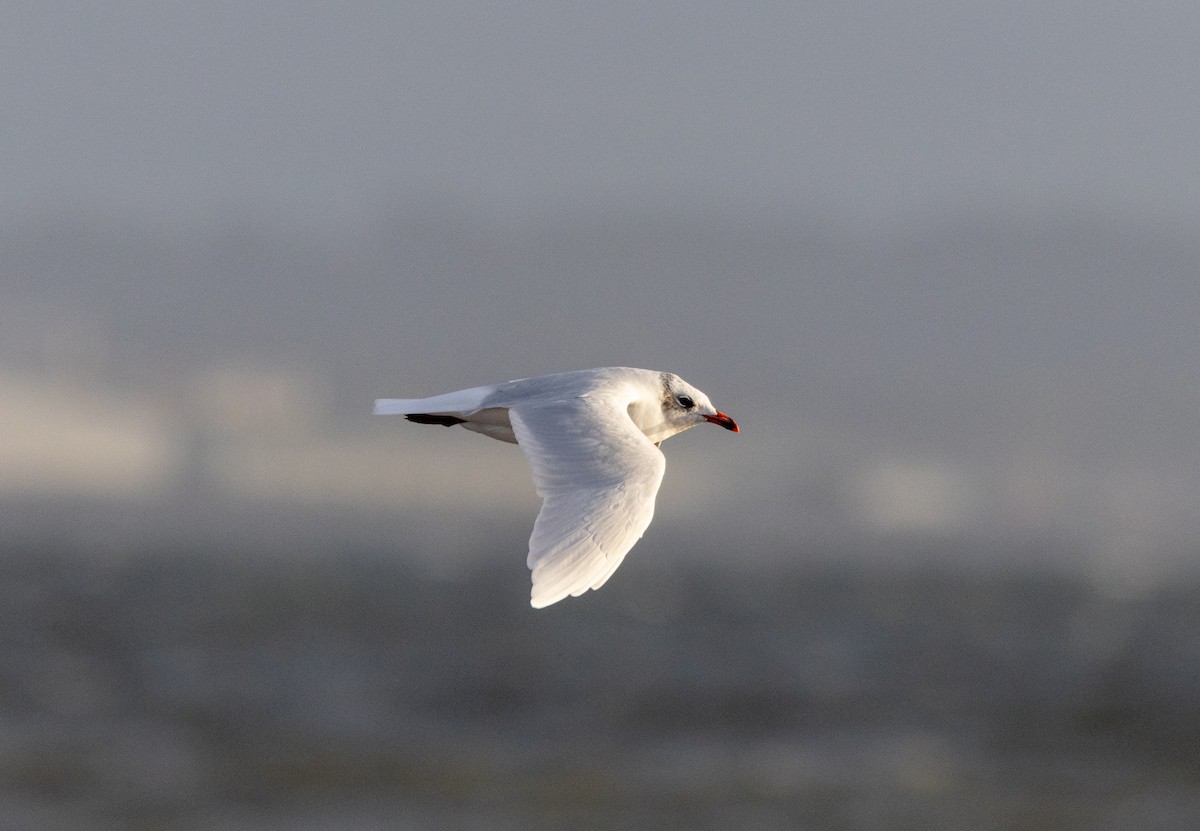 Mediterranean Gull - ML642026399