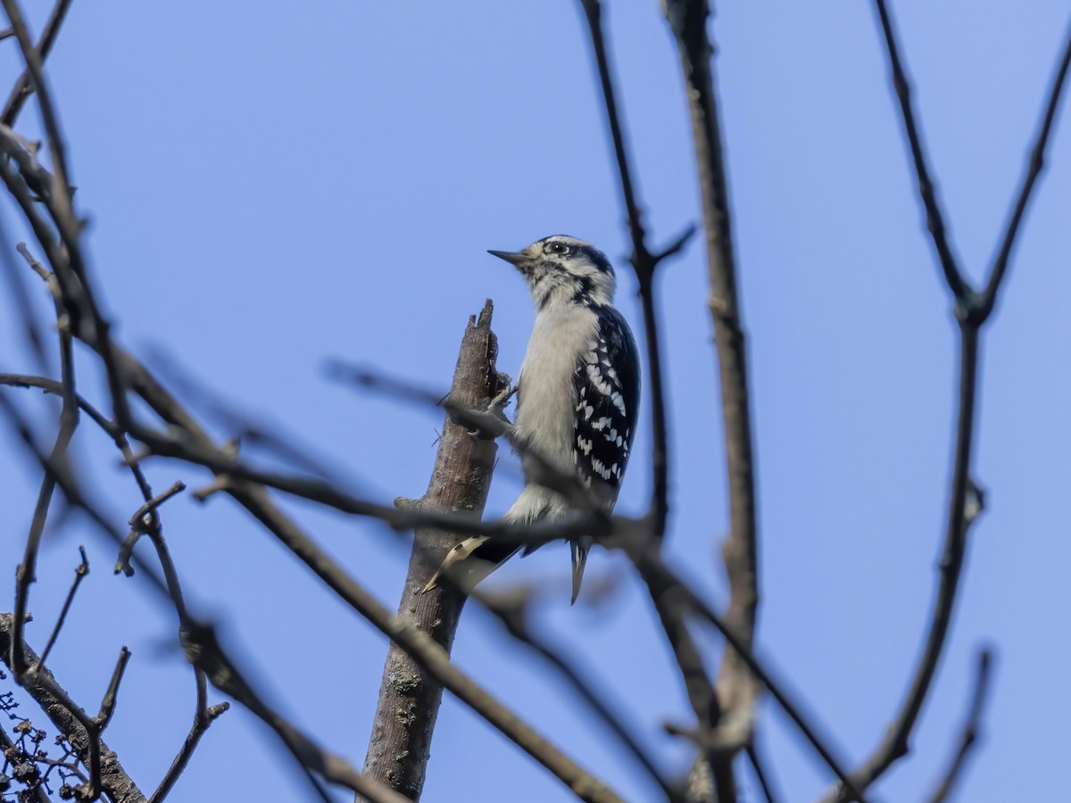 Downy Woodpecker - ML642026401