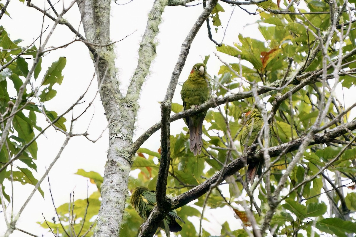 Sulphur-winged Parakeet - ML642026403