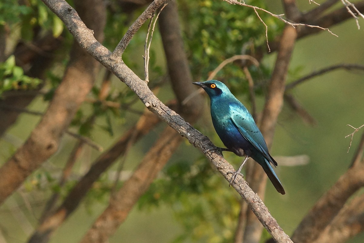 Lesser Blue-eared Starling - ML642026406