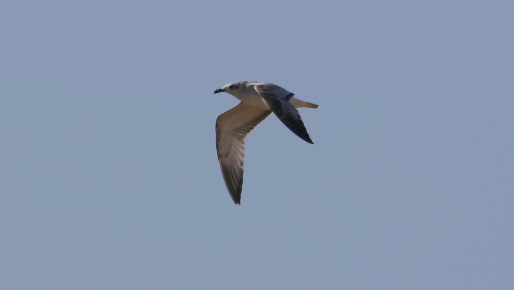 Mediterranean Gull - ML642026412