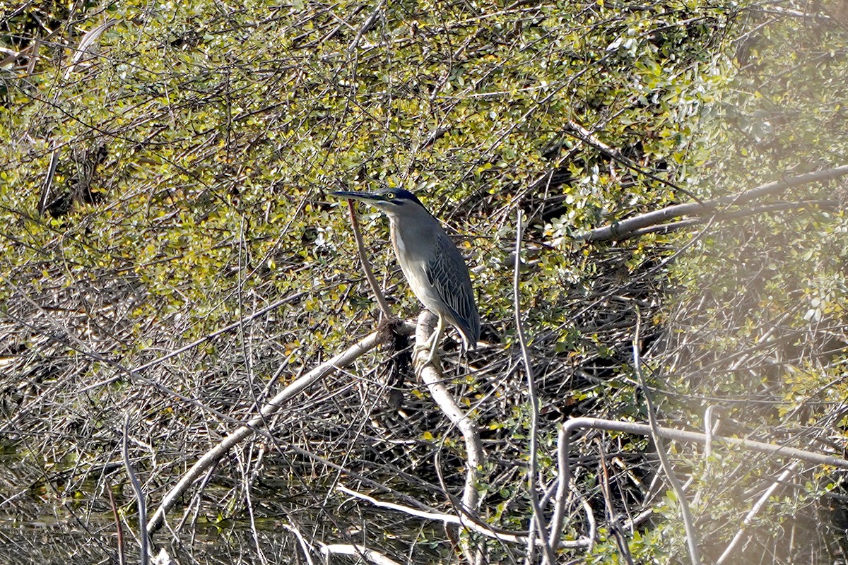 Striated Heron - ML642026414