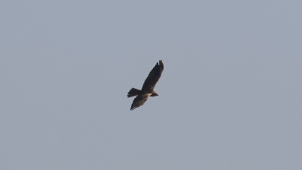 Falco di palude - ML642026432