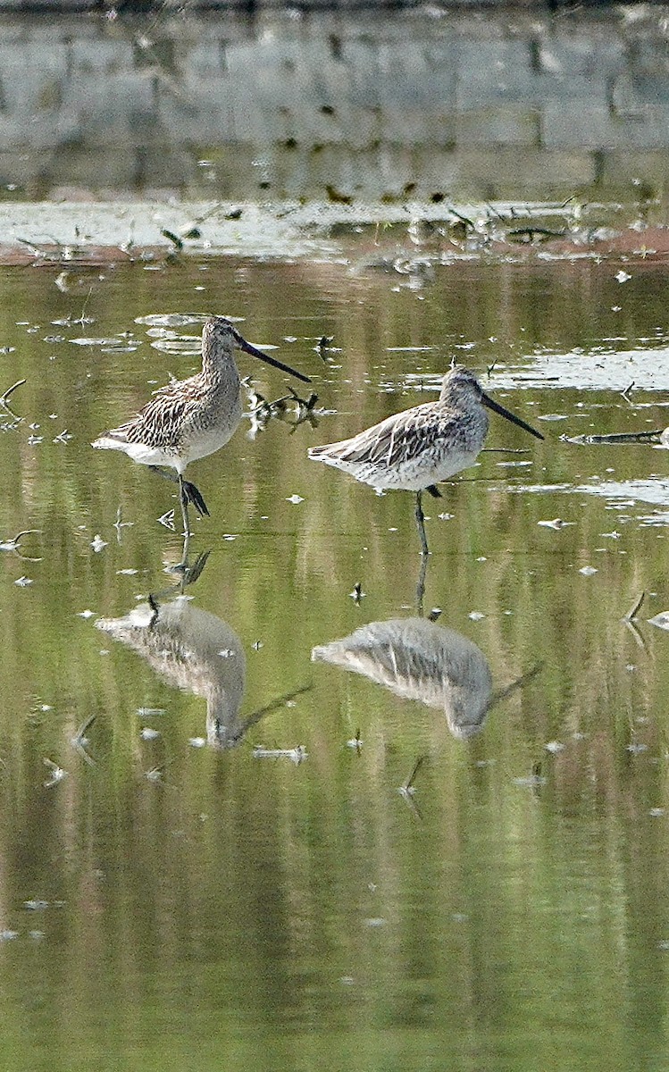 Asian Dowitcher - ML642026447