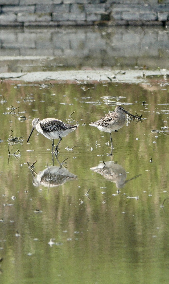 Asian Dowitcher - ML642026448
