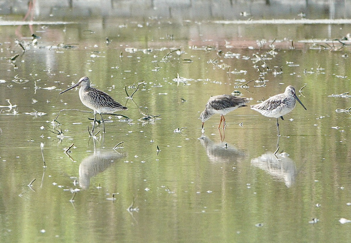 Asian Dowitcher - ML642026449