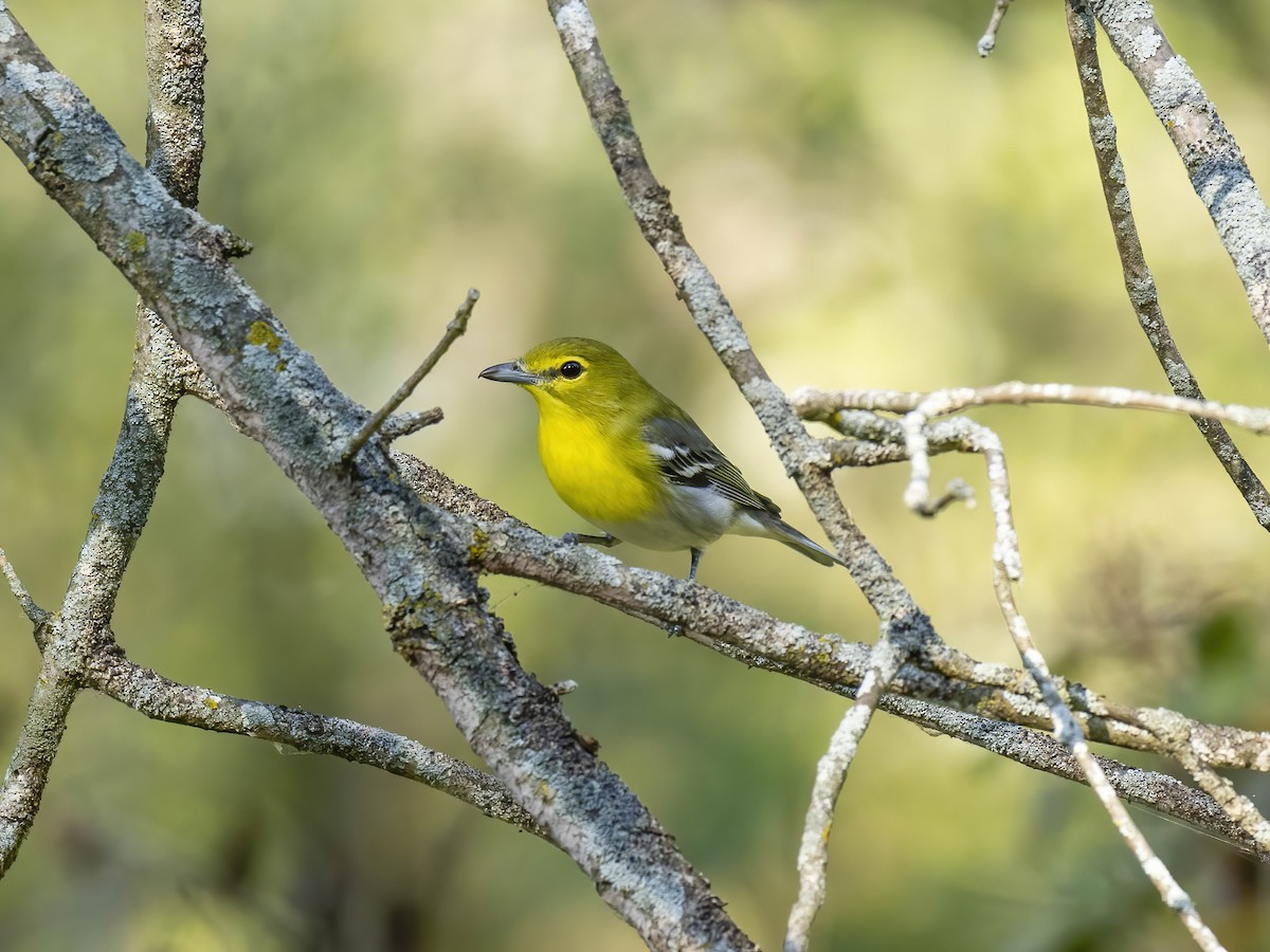 Yellow-throated Vireo - ML642026450