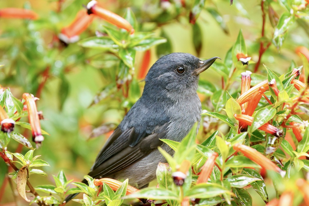 Slaty Flowerpiercer - ML642026451