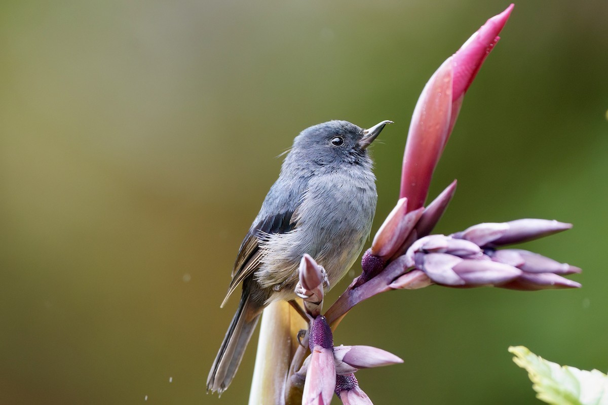 Slaty Flowerpiercer - ML642026452