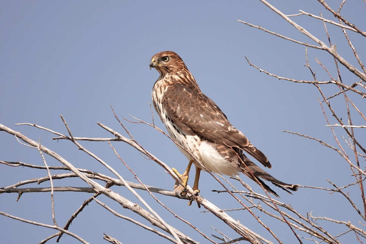 Red-tailed Hawk - ML642026453