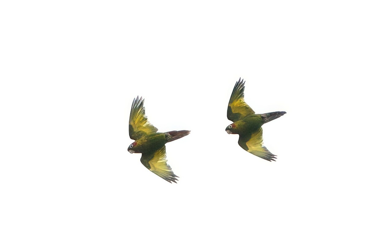 Sulphur-winged Parakeet - ML642026459