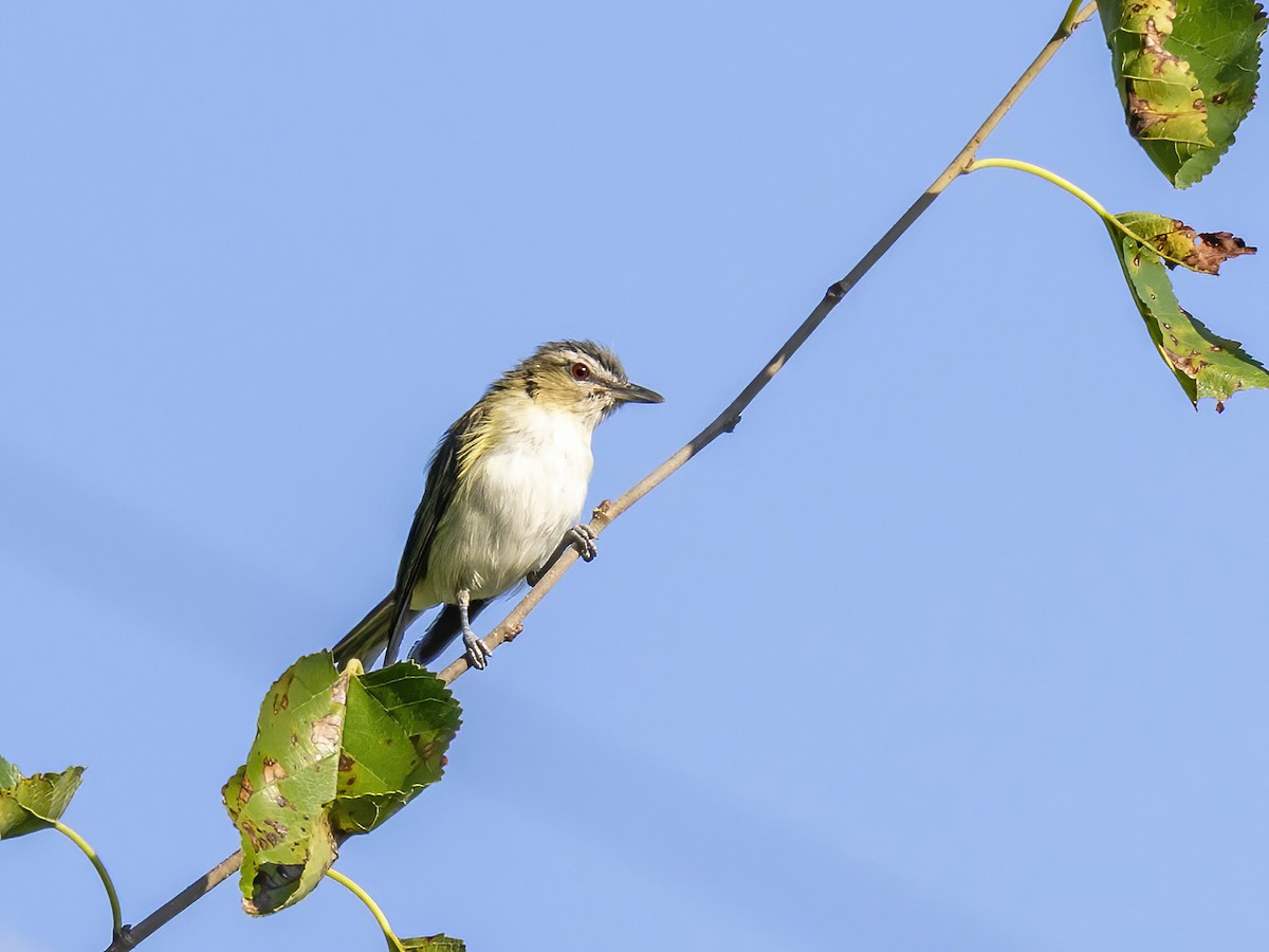 rødøyevireo - ML642026464
