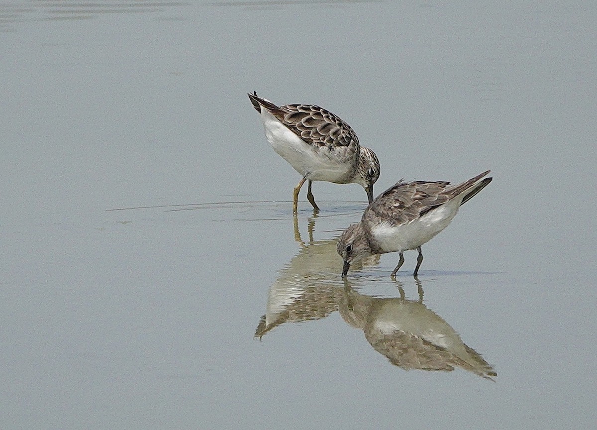 Temminck's Stint - ML642026466