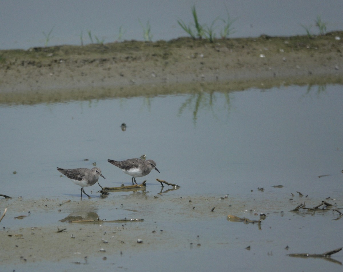 Temminck's Stint - ML642026468