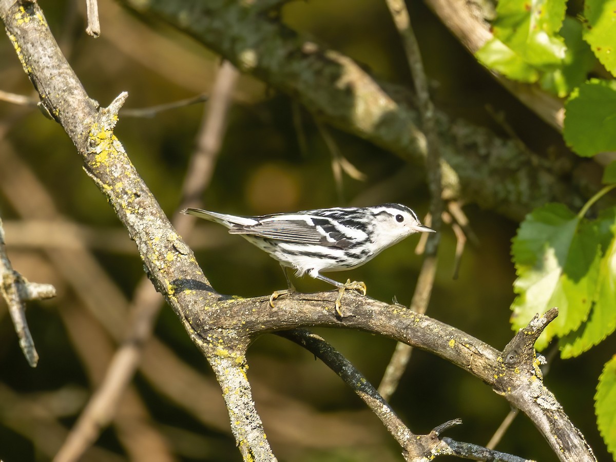 Black-and-white Warbler - ML642026487