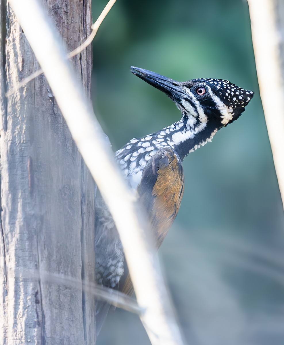 Greater Flameback - ML642026489