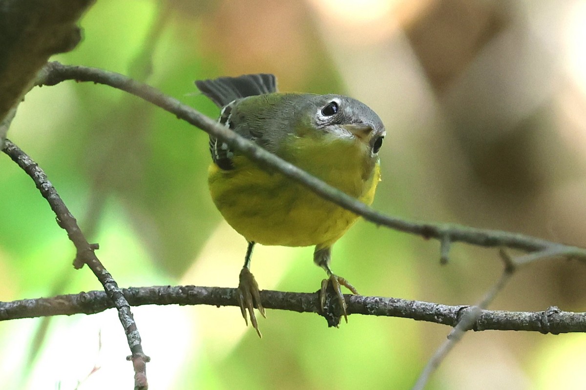 Magnolia Warbler - ML642026497