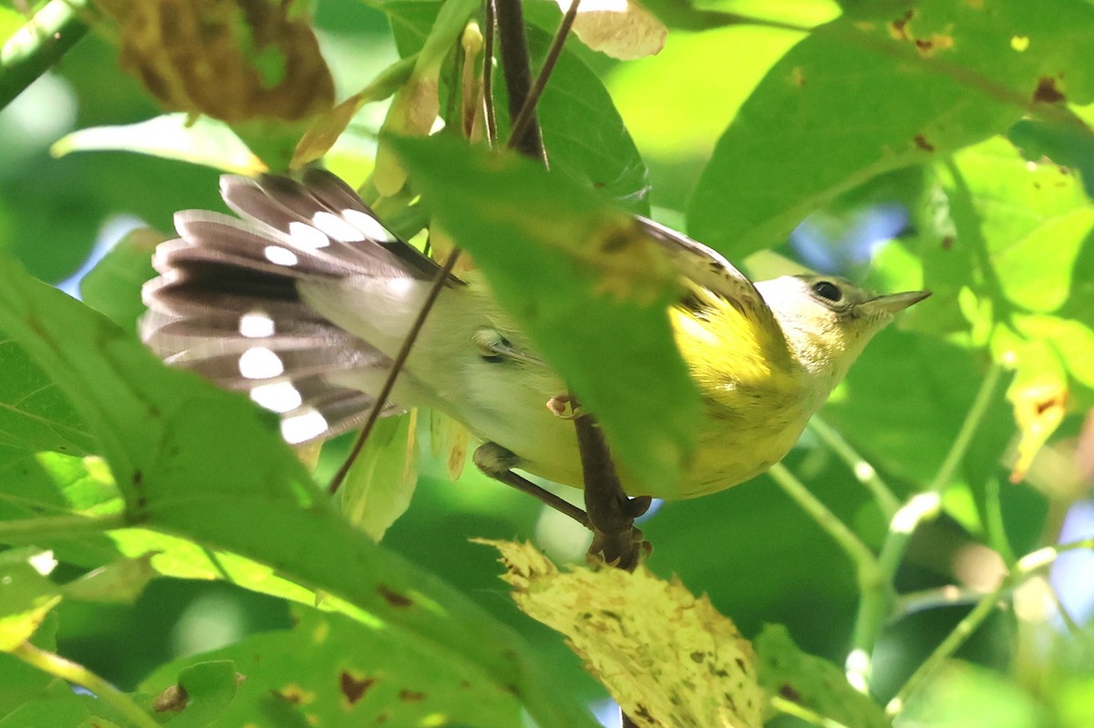 Magnolia Warbler - ML642026498