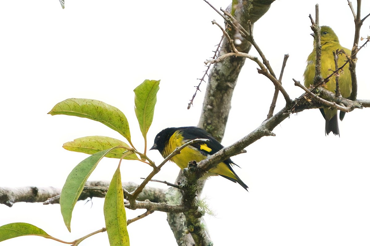 Yellow-bellied Siskin - ML642026499