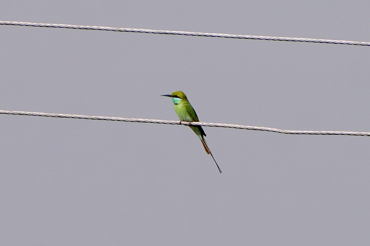 Asian Green Bee-eater - ML642026503