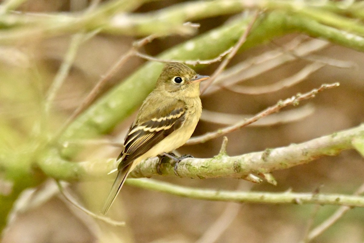 Western Flycatcher (Pacific-slope) - ML642026507