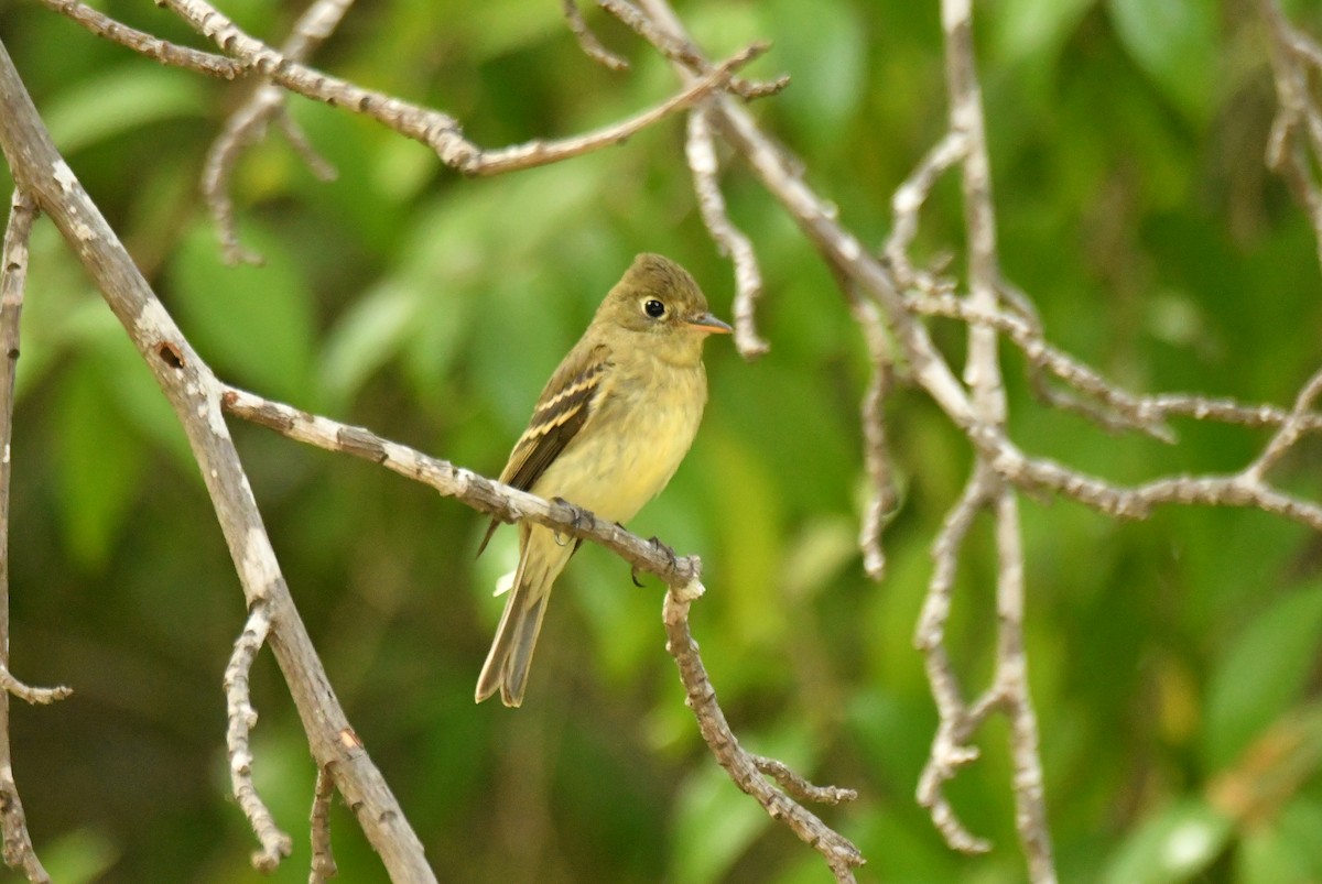 Western Flycatcher (Pacific-slope) - ML642026509