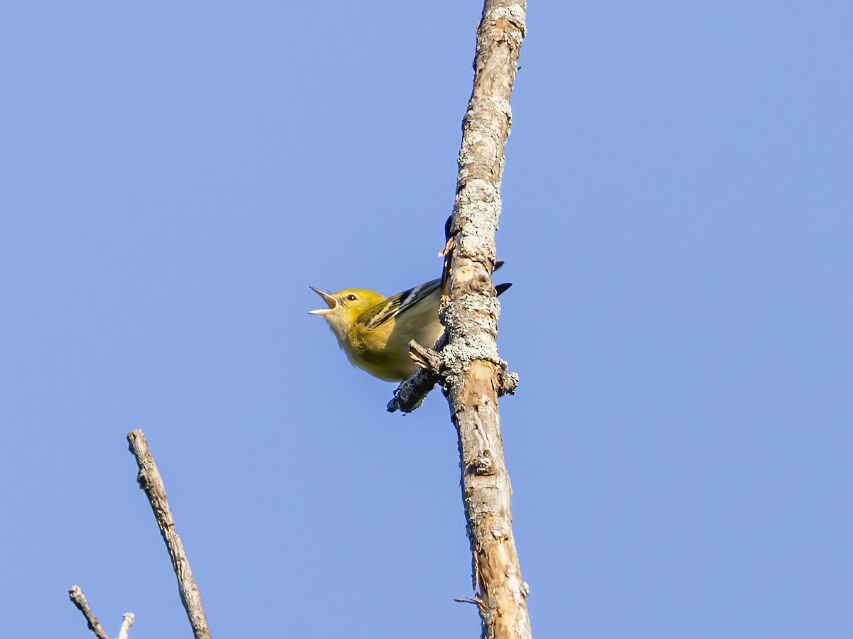 Bay-breasted Warbler - ML642026515