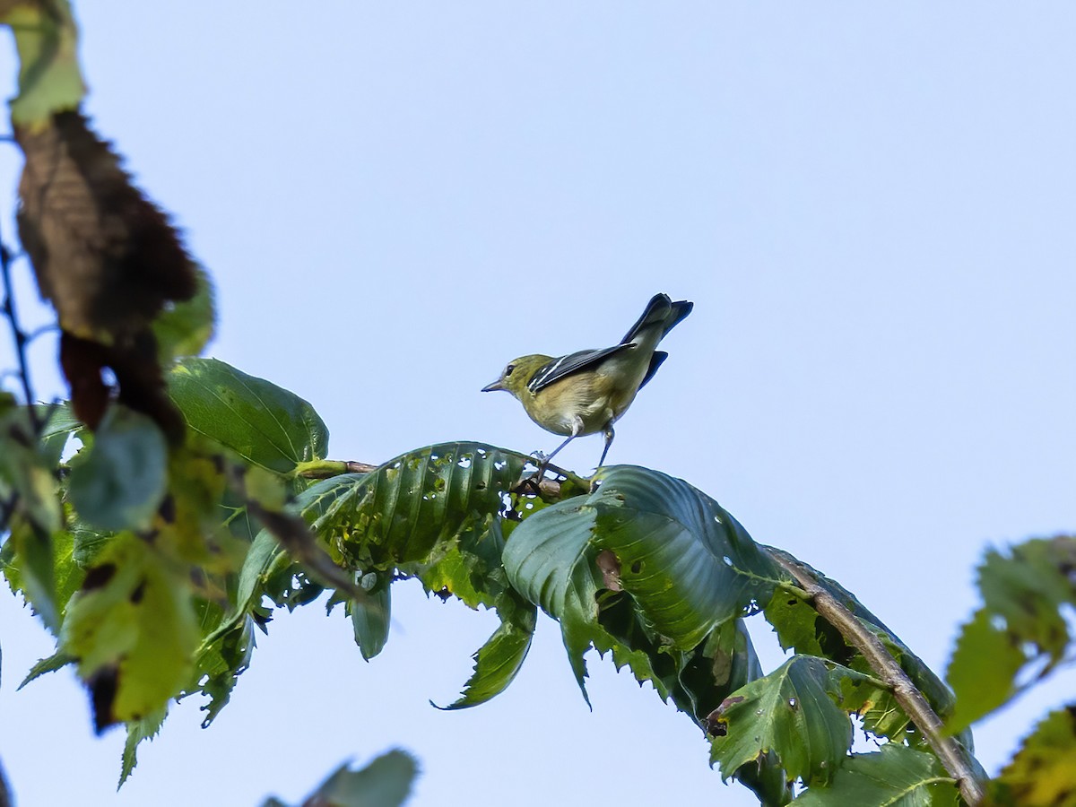 Bay-breasted Warbler - ML642026516