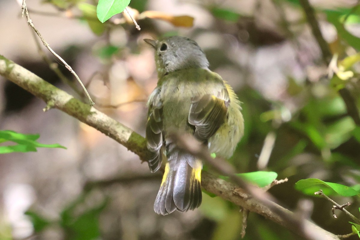 American Redstart - ML642026520