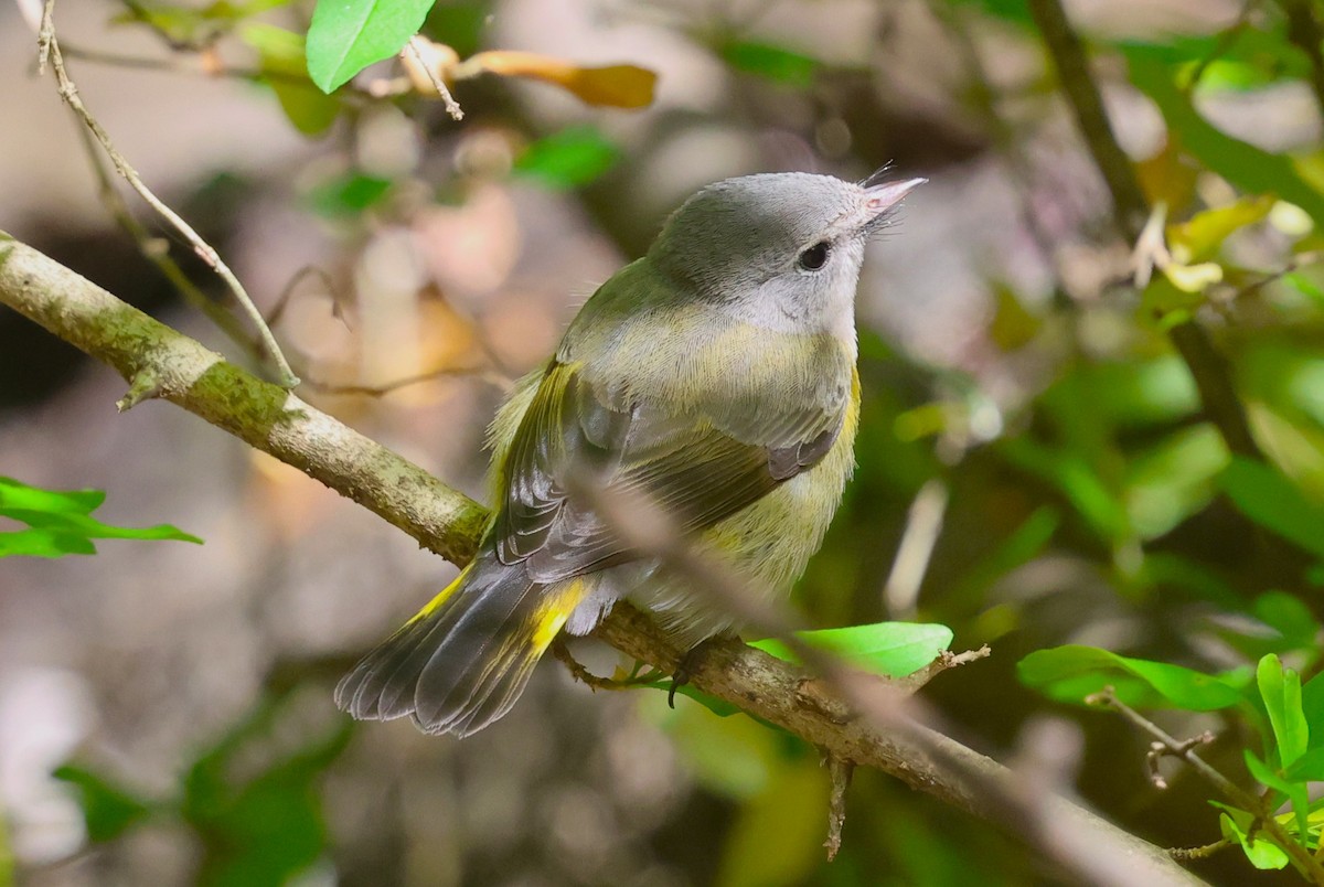 American Redstart - ML642026521